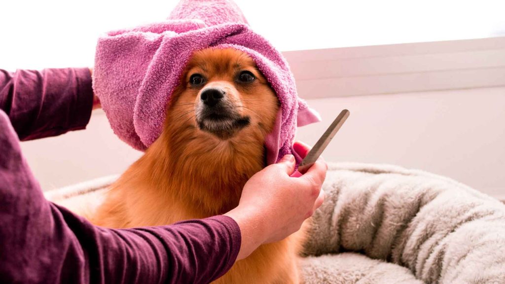 Pet-Parent’s-Guide-for-General-Dog-Care-Tips-for-You-on-LifeHack