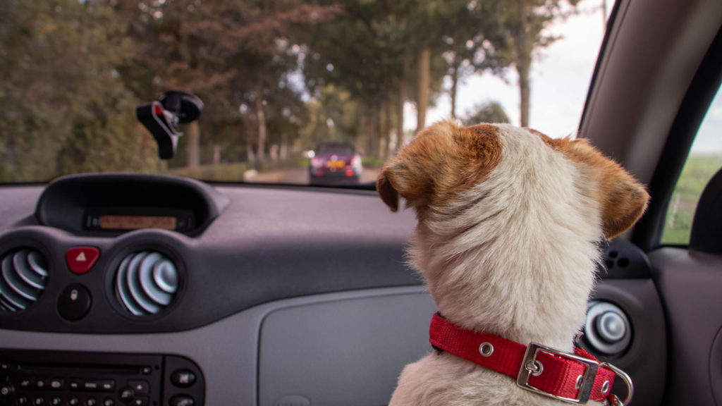 Some-Practical-Tips-to-Make-Your-Car-Pet-Proof-Easily-on-lifehack