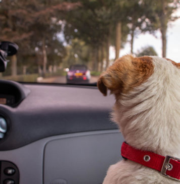 Some-Practical-Tips-to-Make-Your-Car-Pet-Proof-Easily-on-lifehack