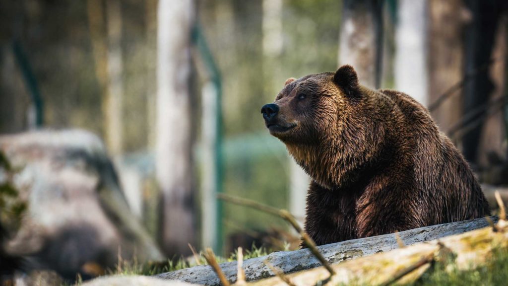 Let’s-Know-About-Some-Bear-Safety-Hacks-Right-Now-on-lifehack
