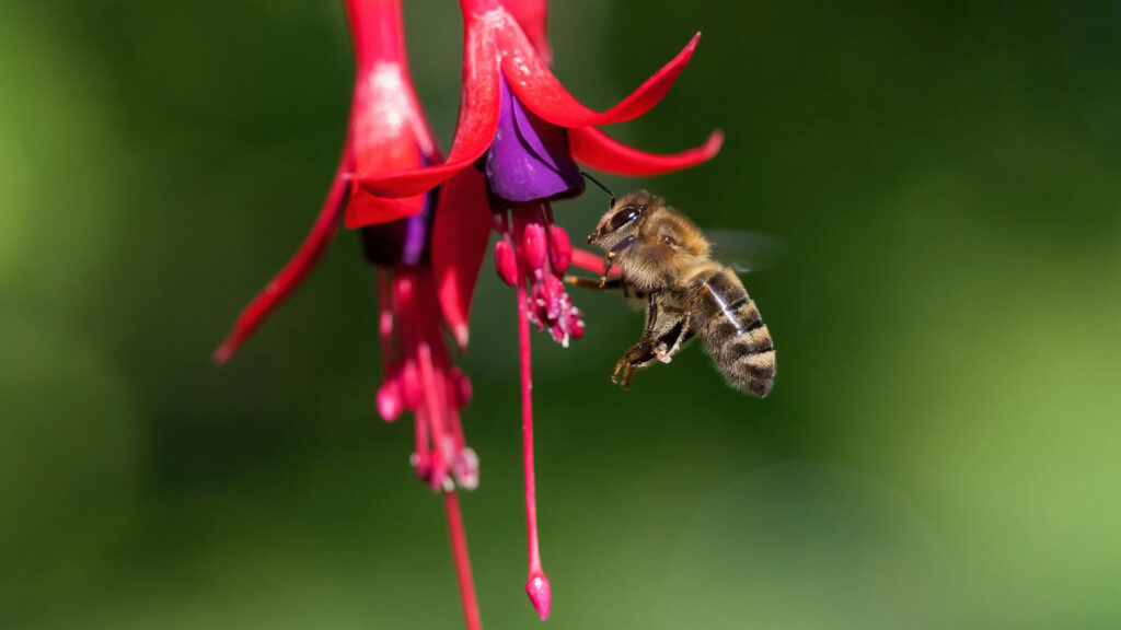 The-Art-Of-Letting-Nature-Take-Charge-In-Flower-Pollination-on-lifehack