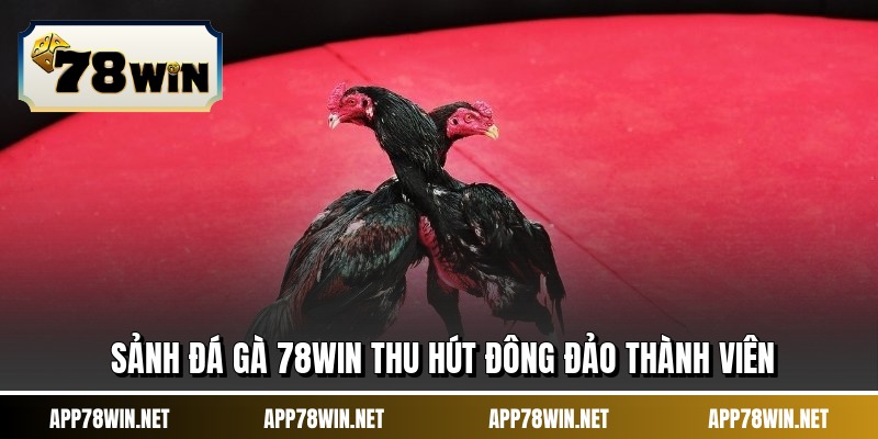 Sảnh đá gà 78WIN thu hút đông đảo thành viên
